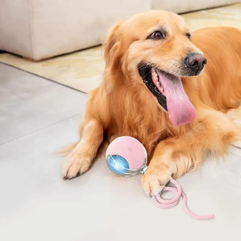 Jouets Interactifs pour Chats