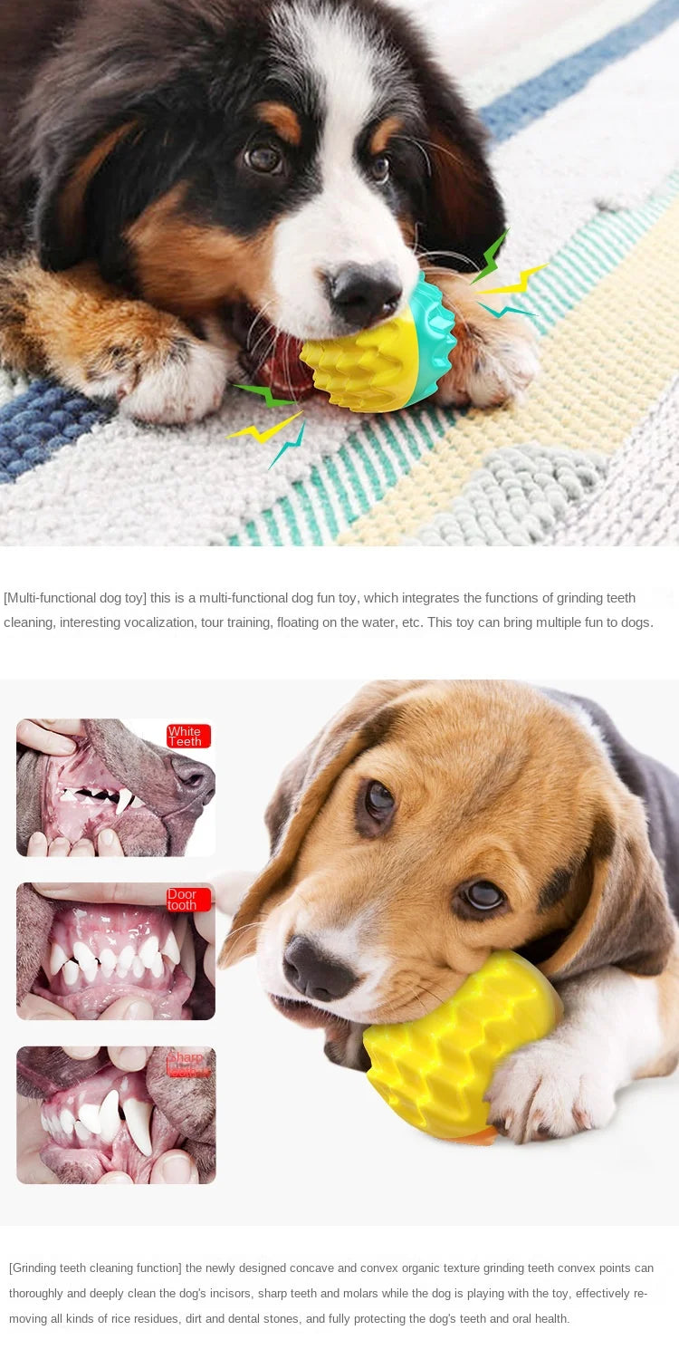 Balle jouet pour chien et chat – Mâchouiller, nettoyage des dents, résistante aux morsures